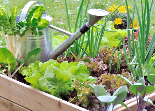 How to Look After Your Garden During a Heatwave