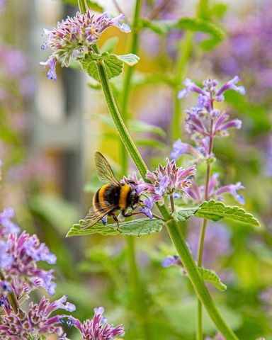 How to Attract Bees and Butterflies to Your Garden