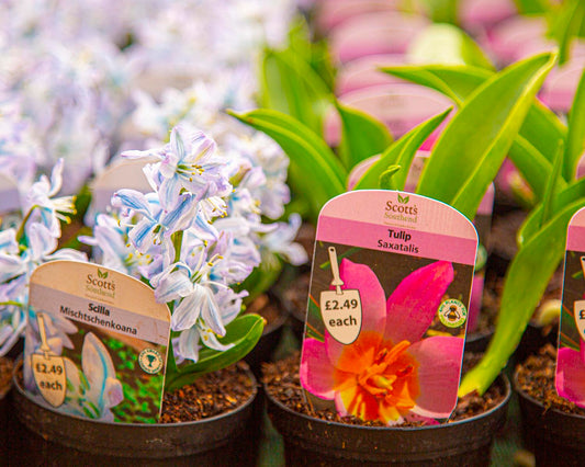 Top Plants to Grow in July and How to Care for Your Garden This Month