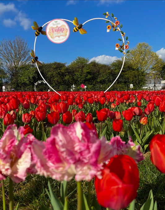 Scott's Tulip Garden- a taste of the tulips in Southend